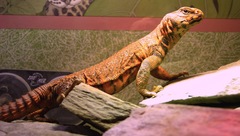 Geyr's Spiny-Tailed Lizard photo 3