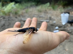 Urocerus californicus