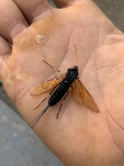 Urocerus californicus