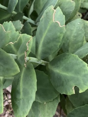 Hylotelephium spectabile