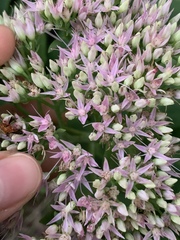 Hylotelephium spectabile