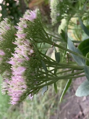 Hylotelephium spectabile