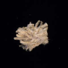 Dissocarpus fontinalis