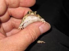 Anaxyrus debilis