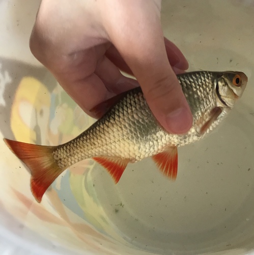Scardinius erythrophthalmus