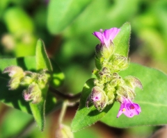 Mirabilis violacea