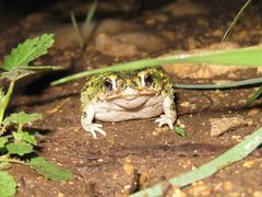 Anaxyrus debilis