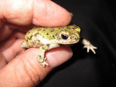 Anaxyrus debilis