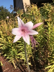 Amaryllis belladonna