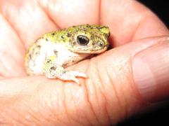 Anaxyrus debilis