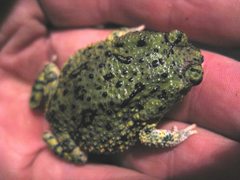 Anaxyrus debilis