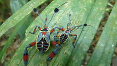 Pachylis acutangulus