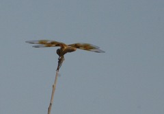Perithemis intensa
