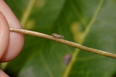 Xestocephalini