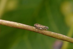 Xestocephalini