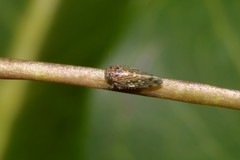 Xestocephalini