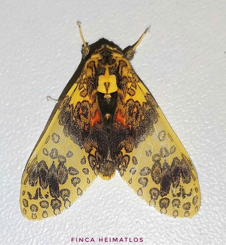 Amaxia violacea