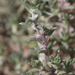 Sclerolaena parallelicuspis - Photo (c) Kym Nicolson, some rights reserved (CC BY), uploaded by Kym Nicolson