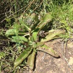 Thompsonella minutiflora