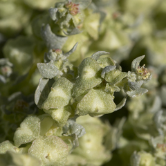 Atriplex lindleyi lindleyi