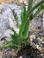 Lobelia dentata