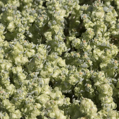 Atriplex lindleyi lindleyi
