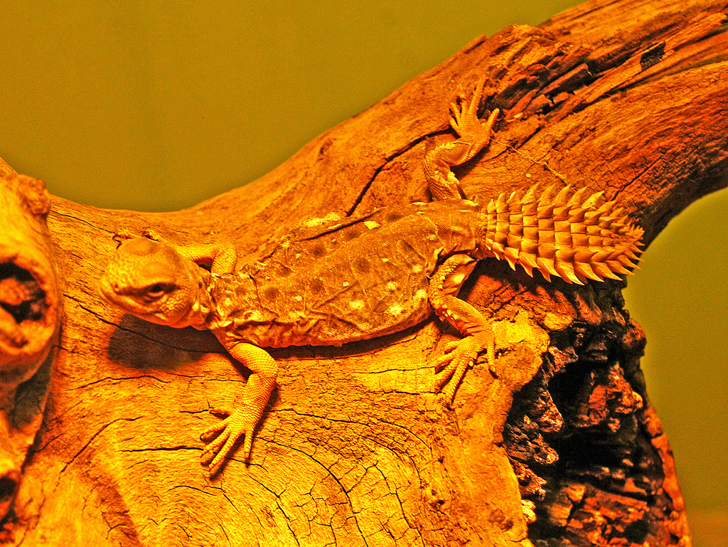 Princely Spiny-tailed Lizard