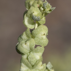 Atriplex lindleyi lindleyi