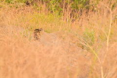 Otospermophilus beecheyi