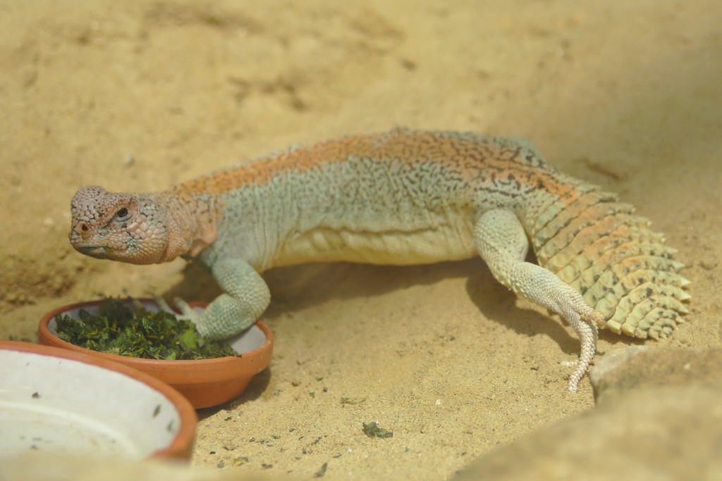 Uromastyx d'Oman (Uromastyx thomasi)
