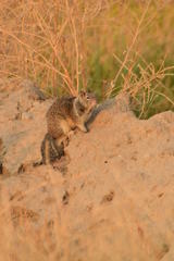 Otospermophilus beecheyi