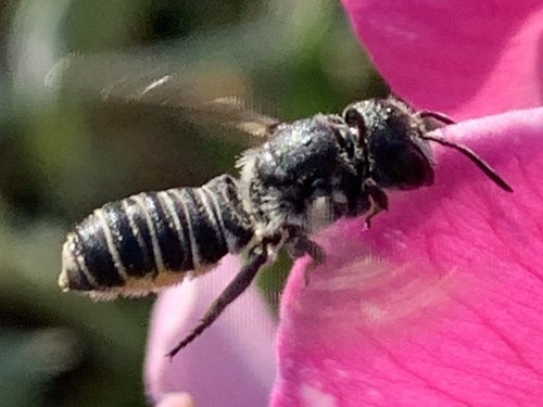 Megachile angelarum photo 5
