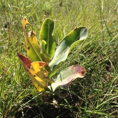 Asclepias glaucescens