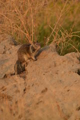 Otospermophilus beecheyi