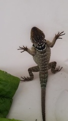 Sceloporus cyanogenys