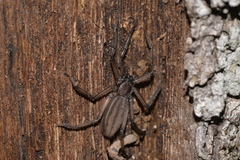 Trochanteriidae