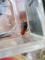 Parcoblatta fulvescens