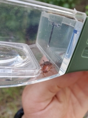 Parcoblatta fulvescens