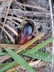 Parcoblatta fulvescens