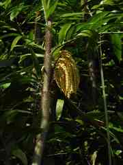 Desmoncus orthacanthos