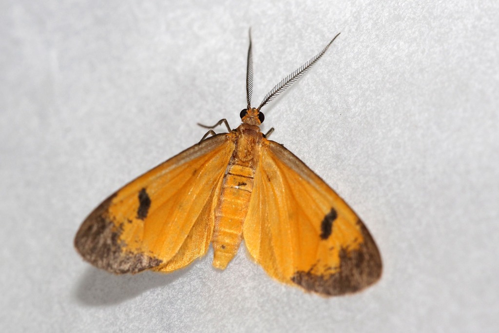 Ereunetea