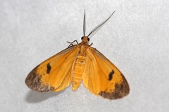 Ereunetea reussi