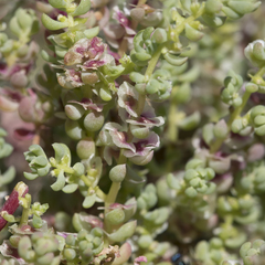 Osteocarpum dipterocarpum