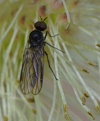 Iteaphila