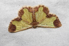 Zamarada transvisaria