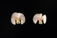Osteocarpum dipterocarpum
