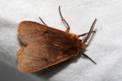 Metarctia rufescens