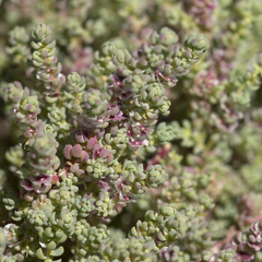 Osteocarpum dipterocarpum