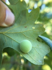 Atrusca quercuscentricola