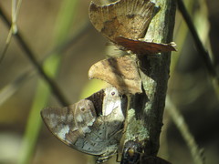 Charaxinae